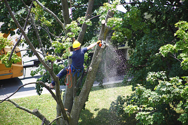 Professional Tree Removal Services in Allardt, TN